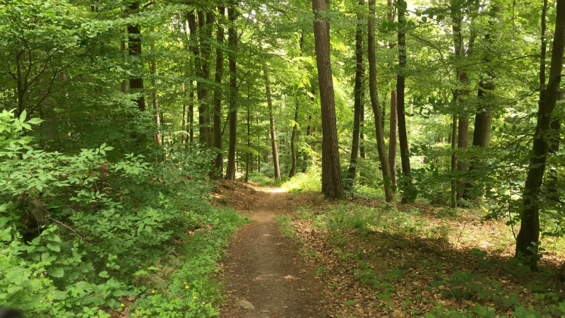 Wald, Marburger Lahnberge